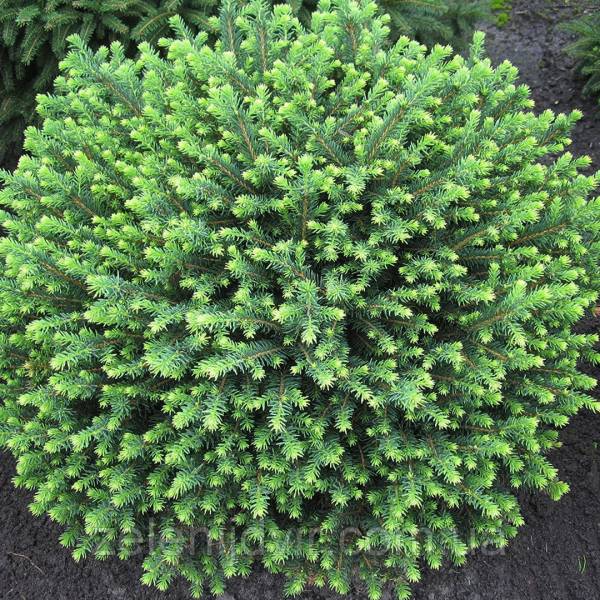 Smrek omorikový - Picea omorika Karel