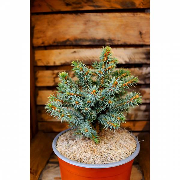 Picea sitchensis Tenas 2l