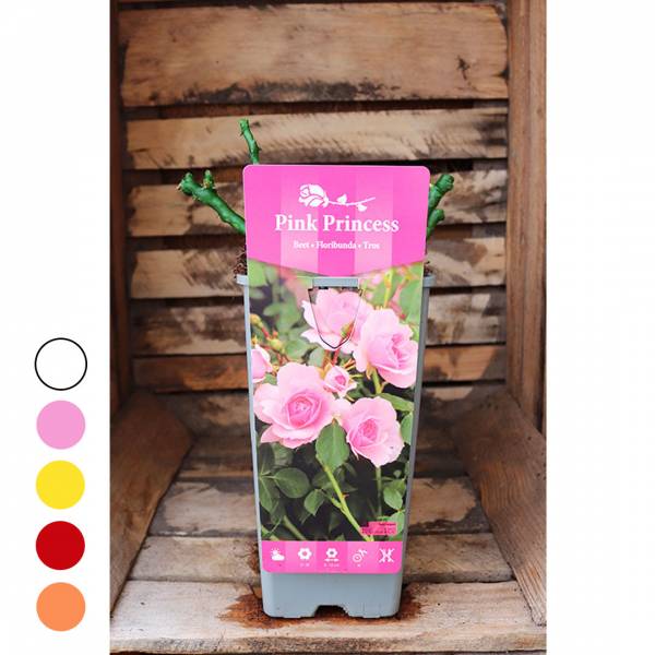 Ruža Floribunda Princess mix farieb