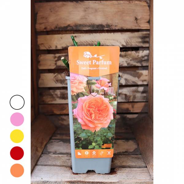 Ruža kríková extra voňavá Parfum mix farieb