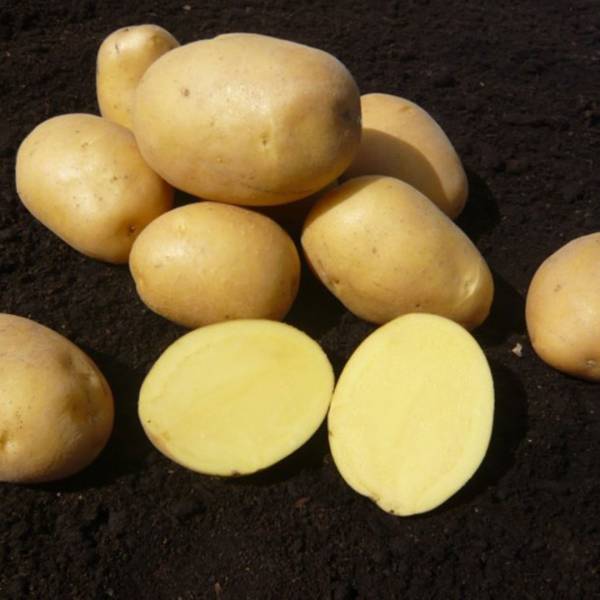 Sadbové zemiaky Marabel 5kg