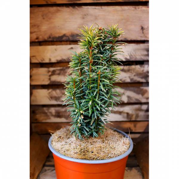 Taxus baccata David 2l
