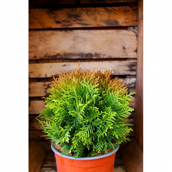 Thuja occidentalis danica
