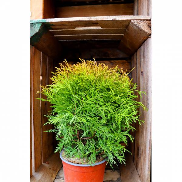 Thuja occidentalis Danica Aurea 2l