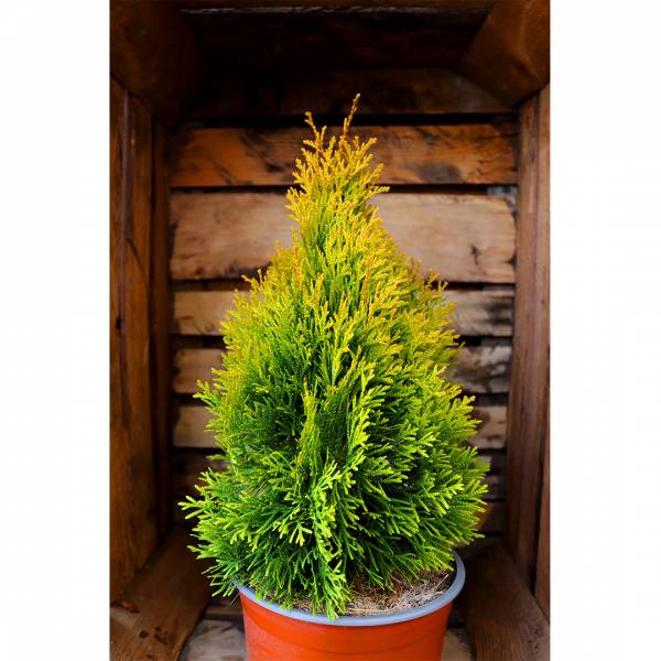 Thuja occidentalis Golden Smaragd 2l