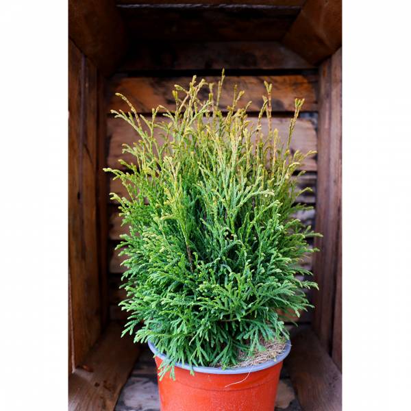 Thuja occidentalis Holm Ball 2l