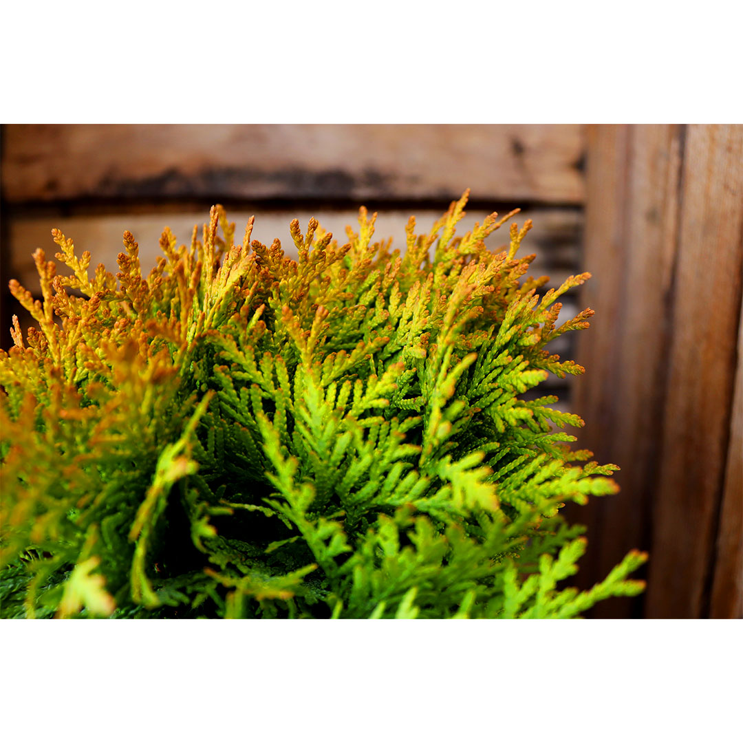 Thuja occidentalis mirjam 2l | záhradníctvo garden team Thuja occidentalis mirjam 2l