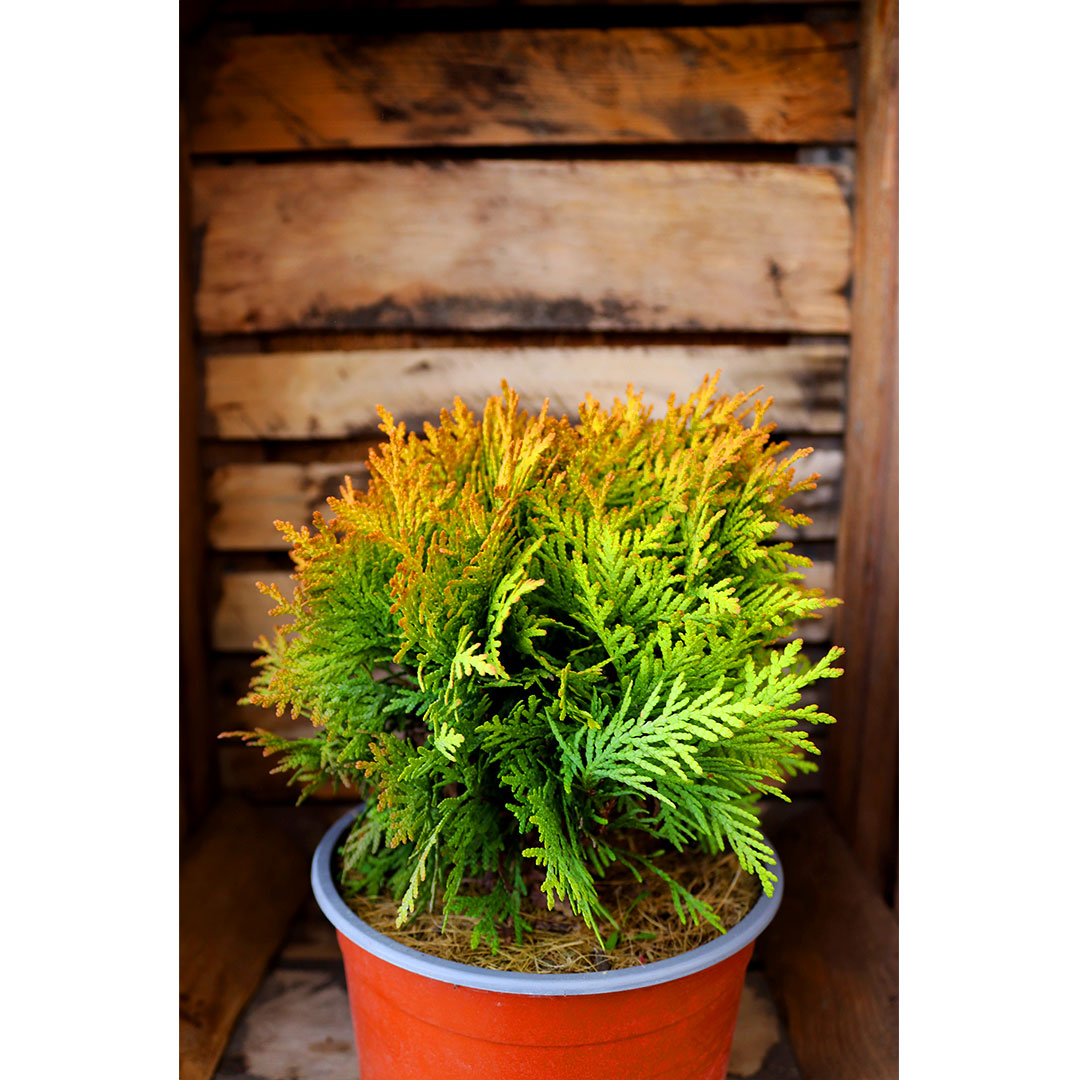 Thuja occidentalis mirjam 2l | záhradníctvo garden team Thuja occidentalis mirjam 2l