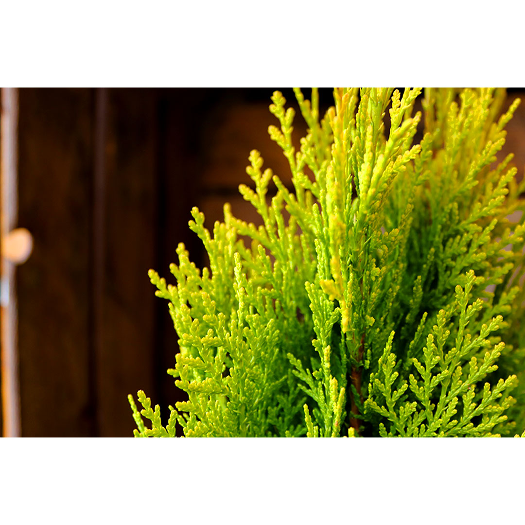 Thuja orientalis pyramidalis aurea 2l | záhradníctvo garden team Thuja orientalis pyramidalis aurea 2l
