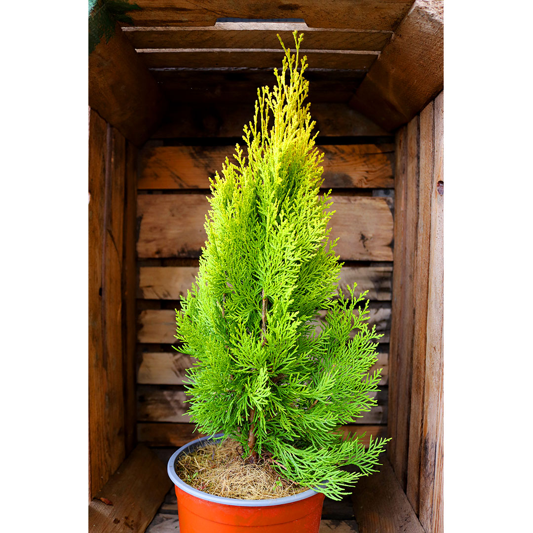 Thuja orientalis pyramidalis aurea 2l | záhradníctvo garden team Thuja orientalis pyramidalis aurea 2l
