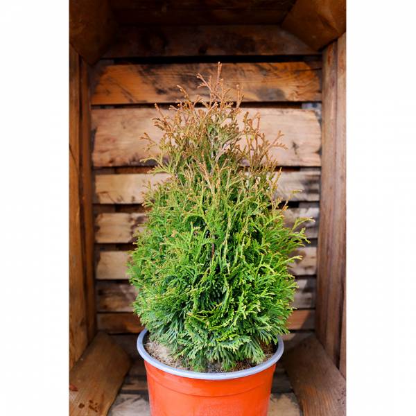 Thuja occidentalis Strasko 2l