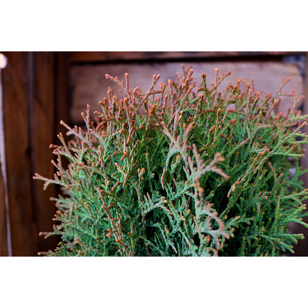 Thuja occidentalis waterfield 2l | záhradníctvo garden team Thuja occidentalis waterfield 2l