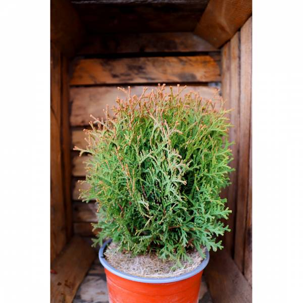 Thuja occidentalis Waterfield 2l