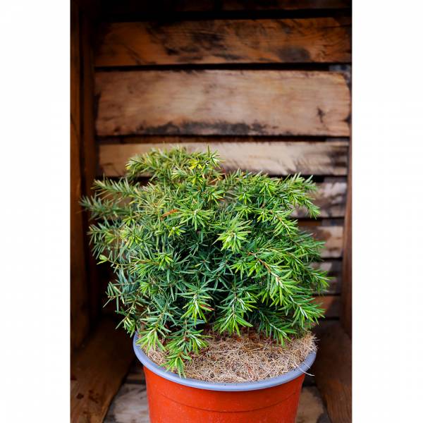 Tsuga canadensis Jeddeloh 2l