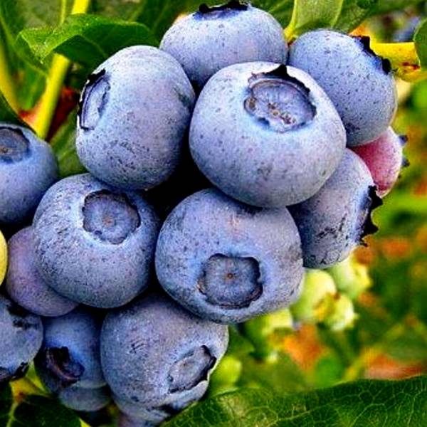 Čučoriedka kanadská Vaccinium Corymbosum Duke