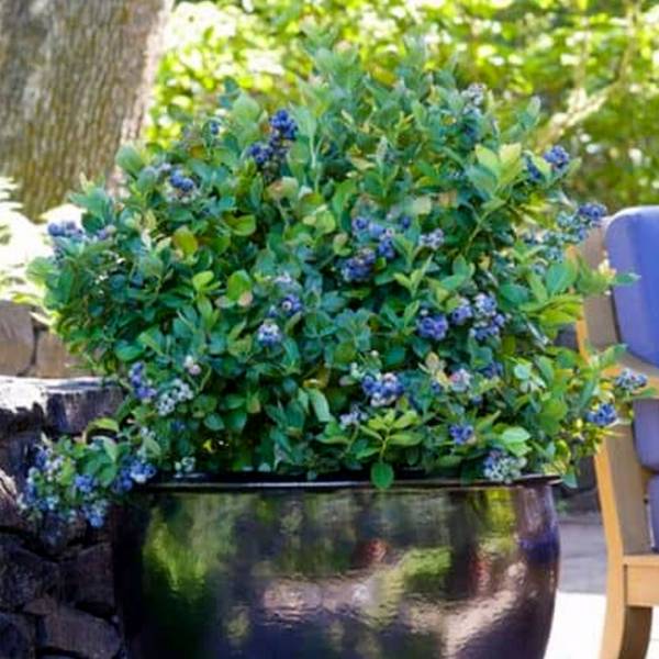 Čučoriedka kanadská Vaccinium Corymbosum Patio