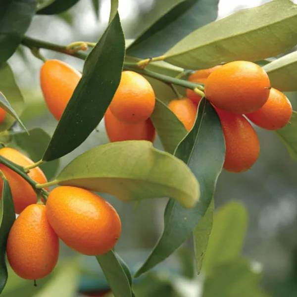 Citrus Fortunella kumkvat