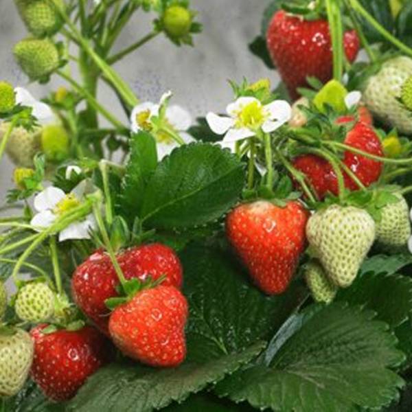 Jahoda Fragaria Delizz stálerodiaca