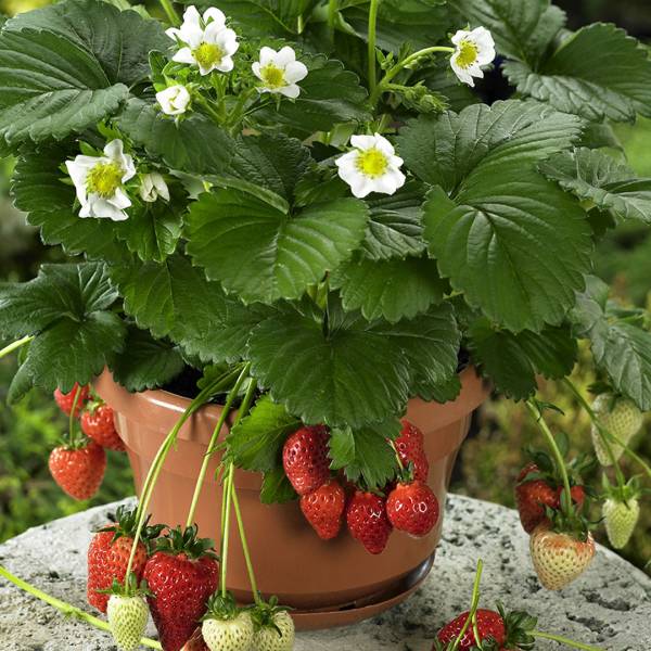 Jahoda Fragaria Elán stálerodiaca