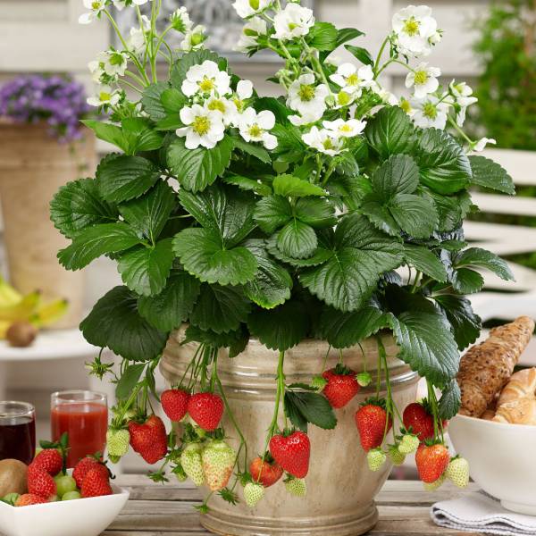 Jahoda Fragaria Montana stálerodiaca