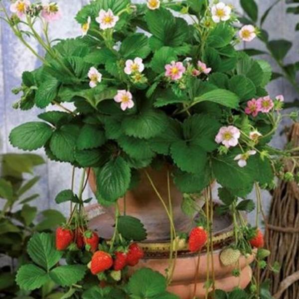 Jahoda Fragaria Rosana stálerodiaca
