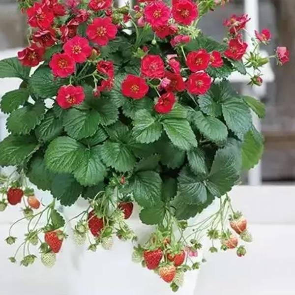 Jahoda Fragaria Summer Breeze stálerodiaca