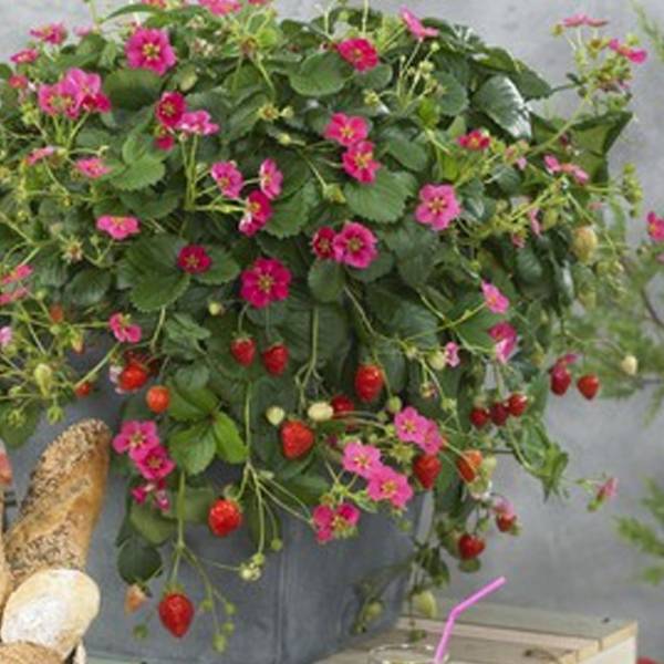 Jahoda previsnutá Fragaria Toscana stálerodiaca