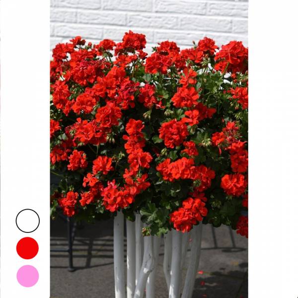 Muškát previslý Pelargonium peltatum plnokvetý