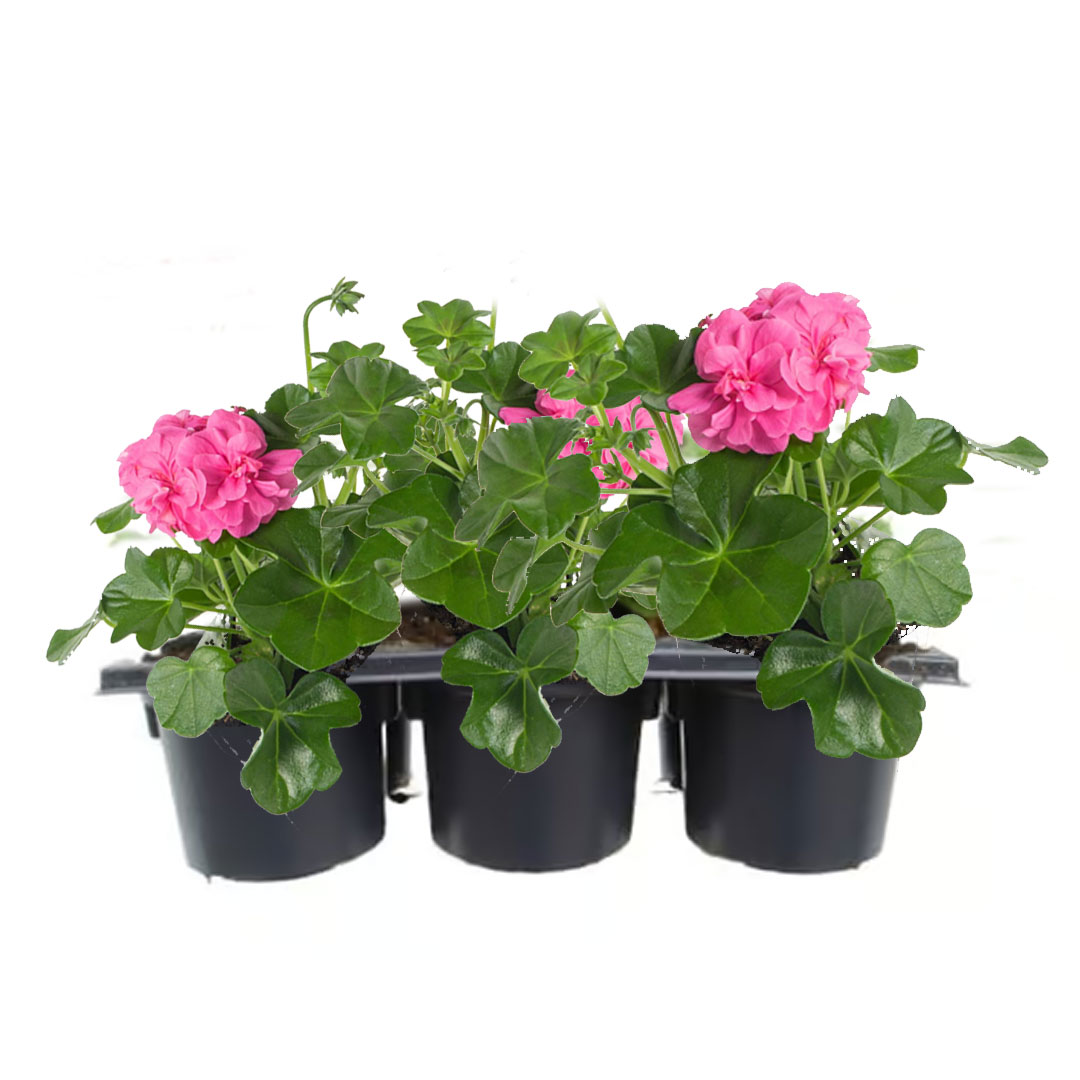 Muškát previslý pelargonium peltatum plnokvetý | záhradníctvo garden team Muškát previslý pelargonium peltatum plnokvetý