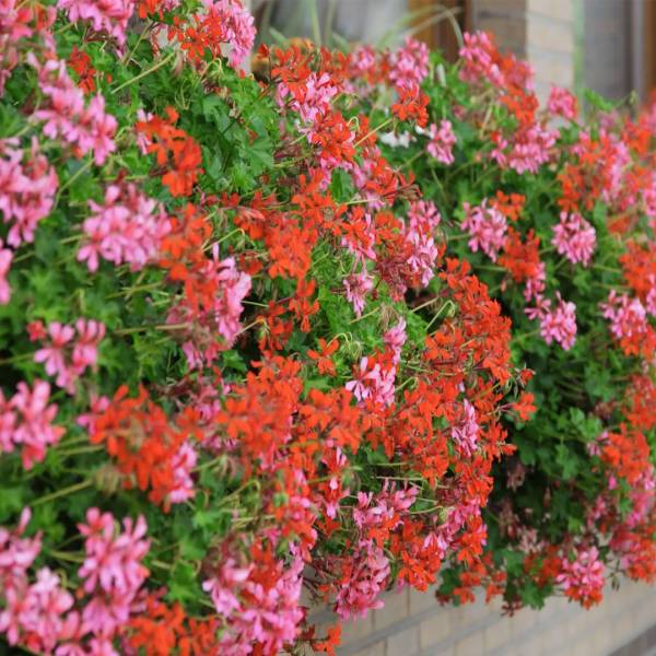 Muškát previslý Pelargonium peltatum
