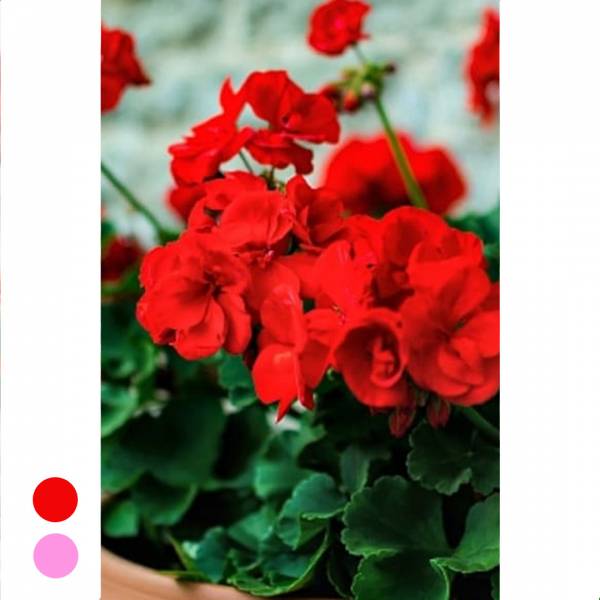 Muškát stojatý Pelargonium zonale mix farieb