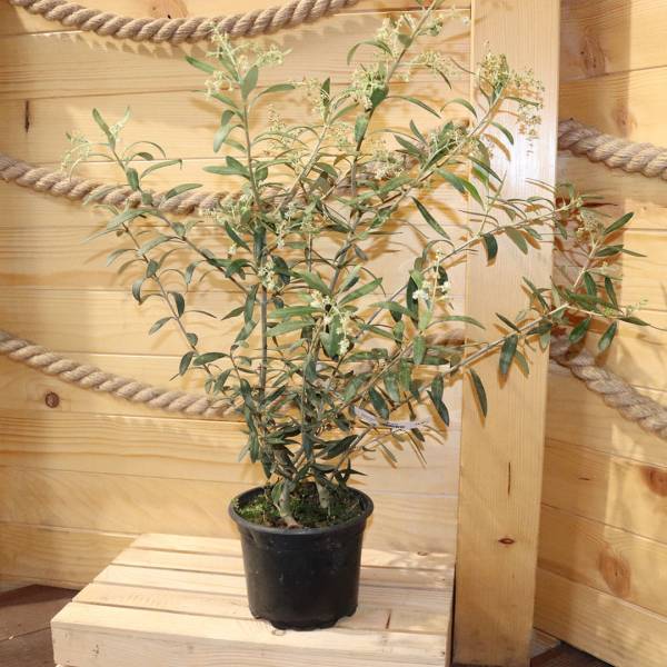Olivovník európsky viackmenný strom 70-80 cm