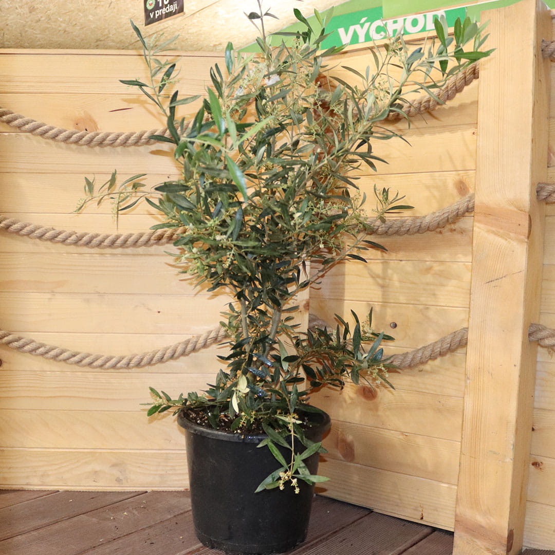 Olivovník európsky viackmenný strom 80-90 cm | záhradníctvo garden team Olivovník európsky viackmenný strom 80 90 cm