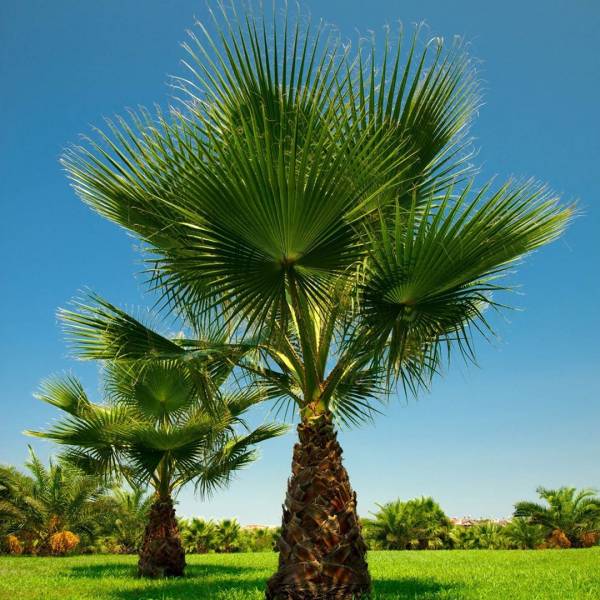 Palma Washingtonia Filifera