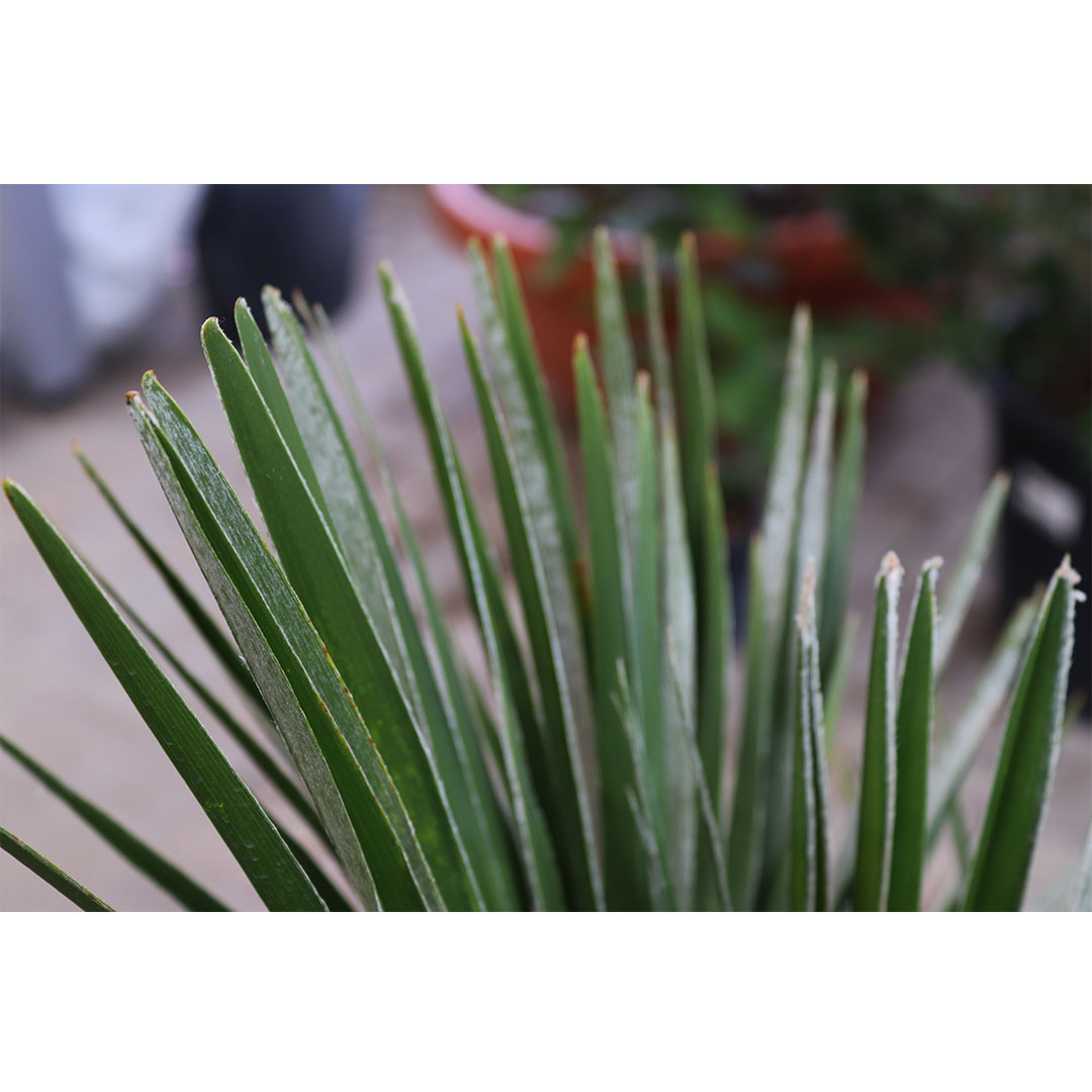 Palma washingtonia filifera | záhradníctvo garden team Palma washingtonia filifera