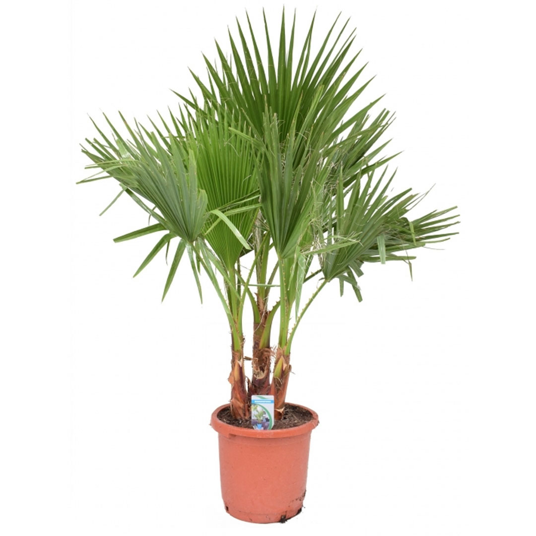 Palma washingtonia filifera | záhradníctvo garden team Palma washingtonia filifera