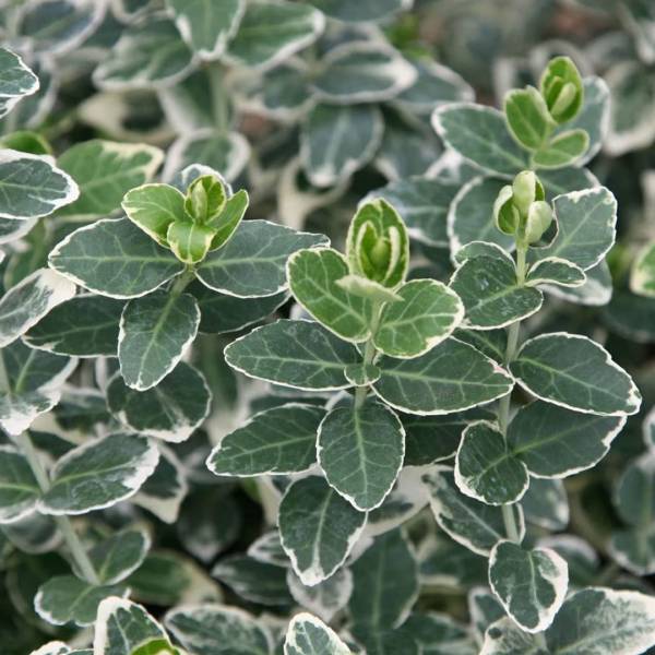Euonymus emerald gaiety na kmienku | záhradníctvo garden team Euonymus emerald gaiety na kmienku