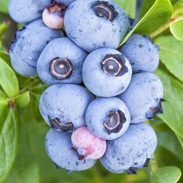 Čučoriedka kanadská vaccinium corymbosum brigitta | záhradníctvo garden team Čučoriedka kanadská vaccinium corymbosum brigitta
