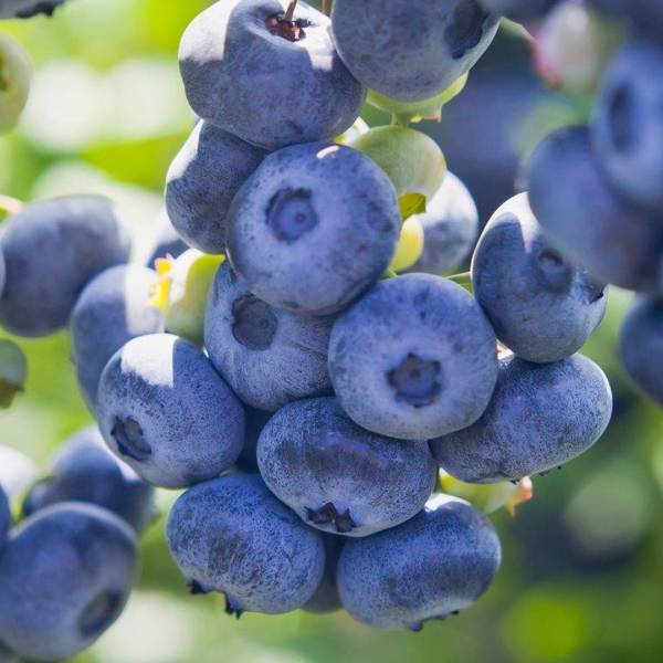 Čučoriedka kanadská Vaccinium Corymbosum Hardy Blue