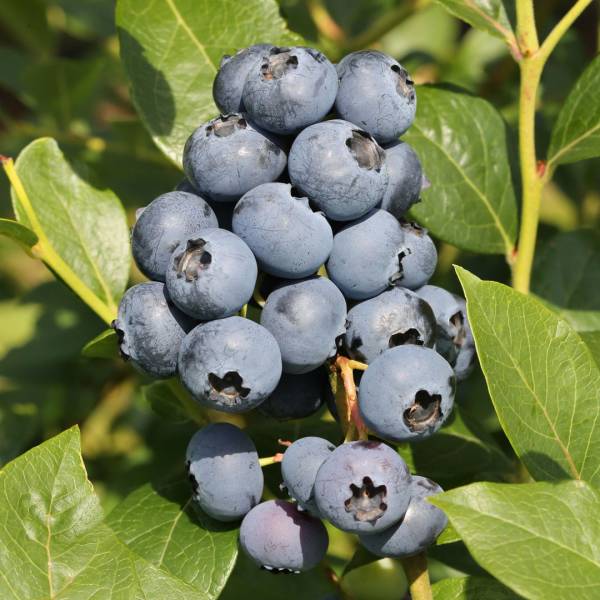 Čučoriedka kanadská Vaccinium Corymbosum Sierra
