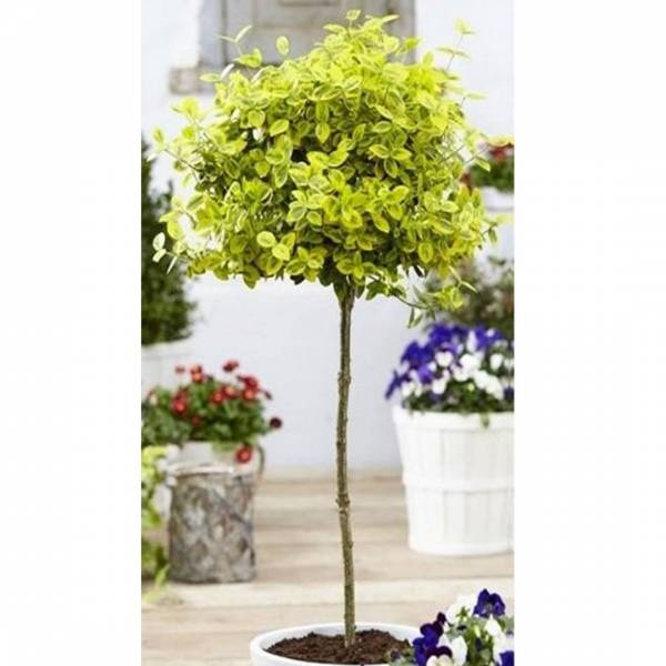 Bršlen na kmienku - euonymus japonicus bravo | záhradníctvo garden team Bršlen na kmienku euonymus japonicus bravo