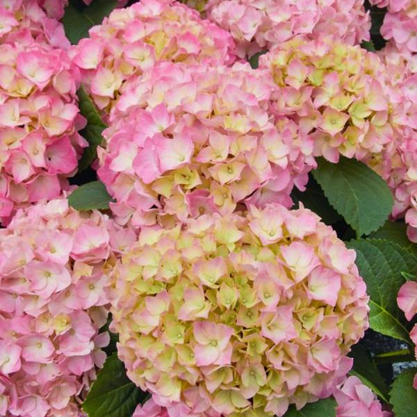 Hortenzia kalinolistá Pink