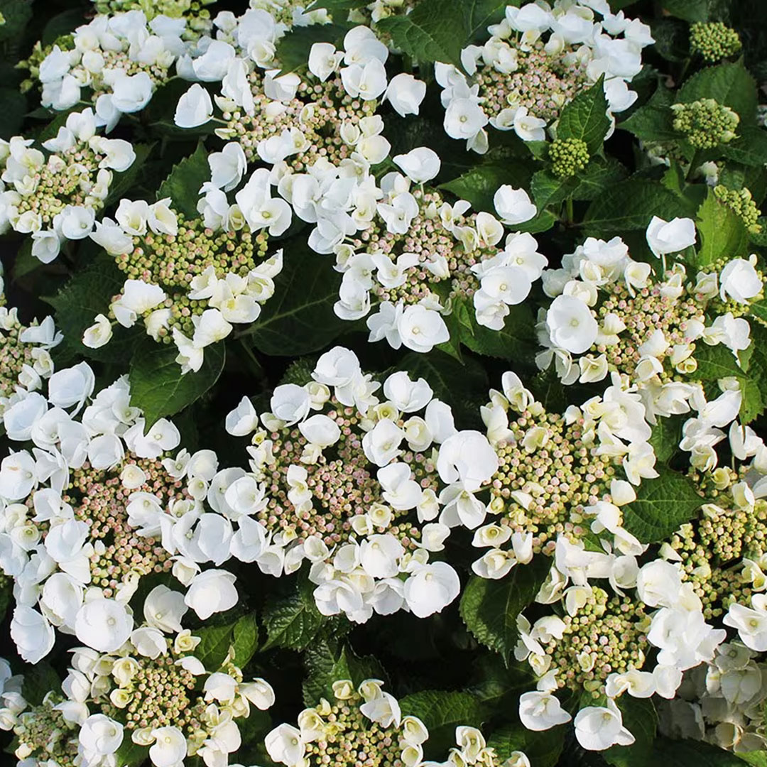 Hortenzia kalinolistá teller biela | záhradníctvo garden team Hortenzia kalinolistá teller biela