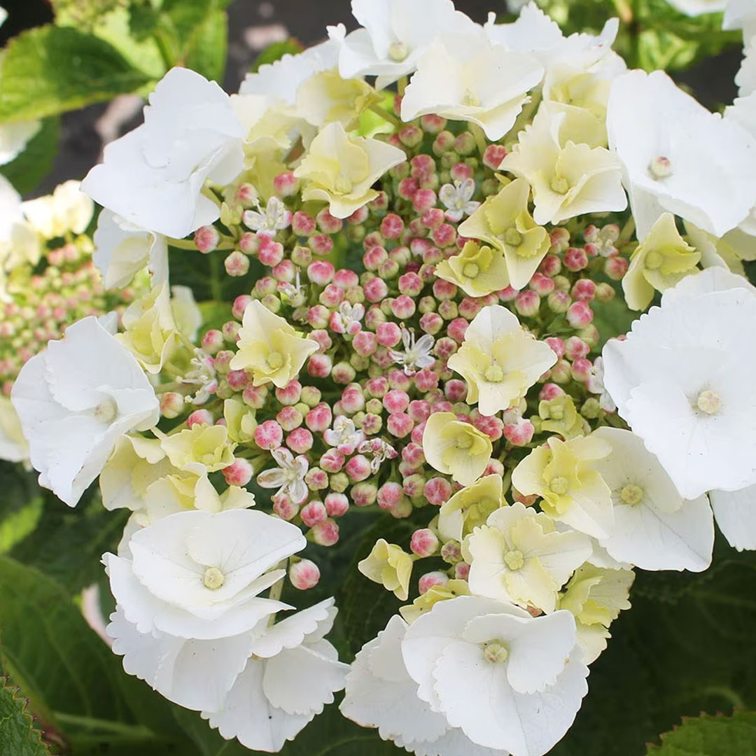 Hortenzia kalinolistá teller biela | záhradníctvo garden team Hortenzia kalinolistá teller biela