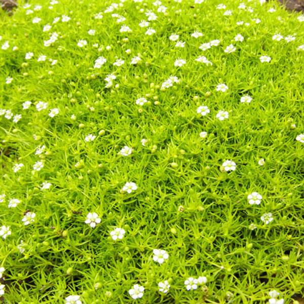 Machovnička Sagina subulata Aurea