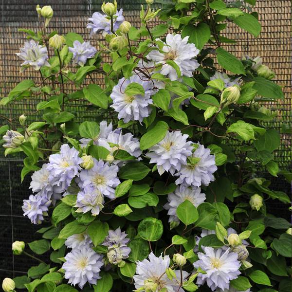 Plamienok - Clematis Diamond Ball