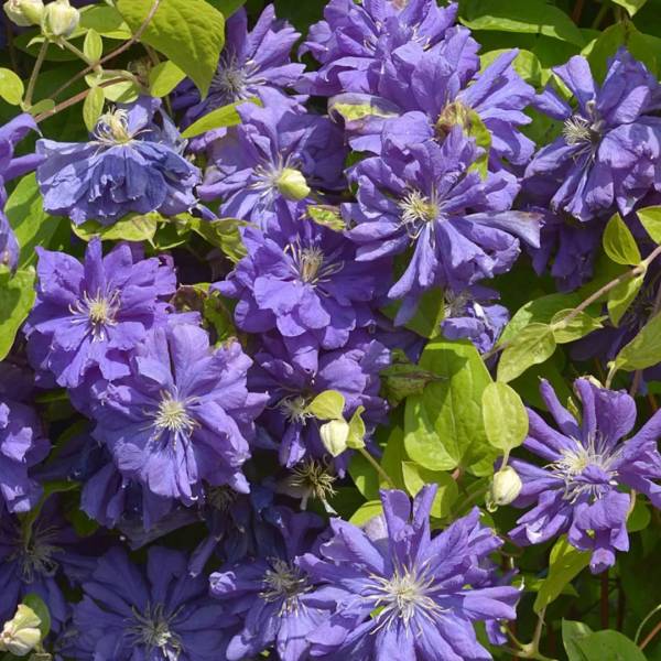 Plamienok - Clematis Floral dance