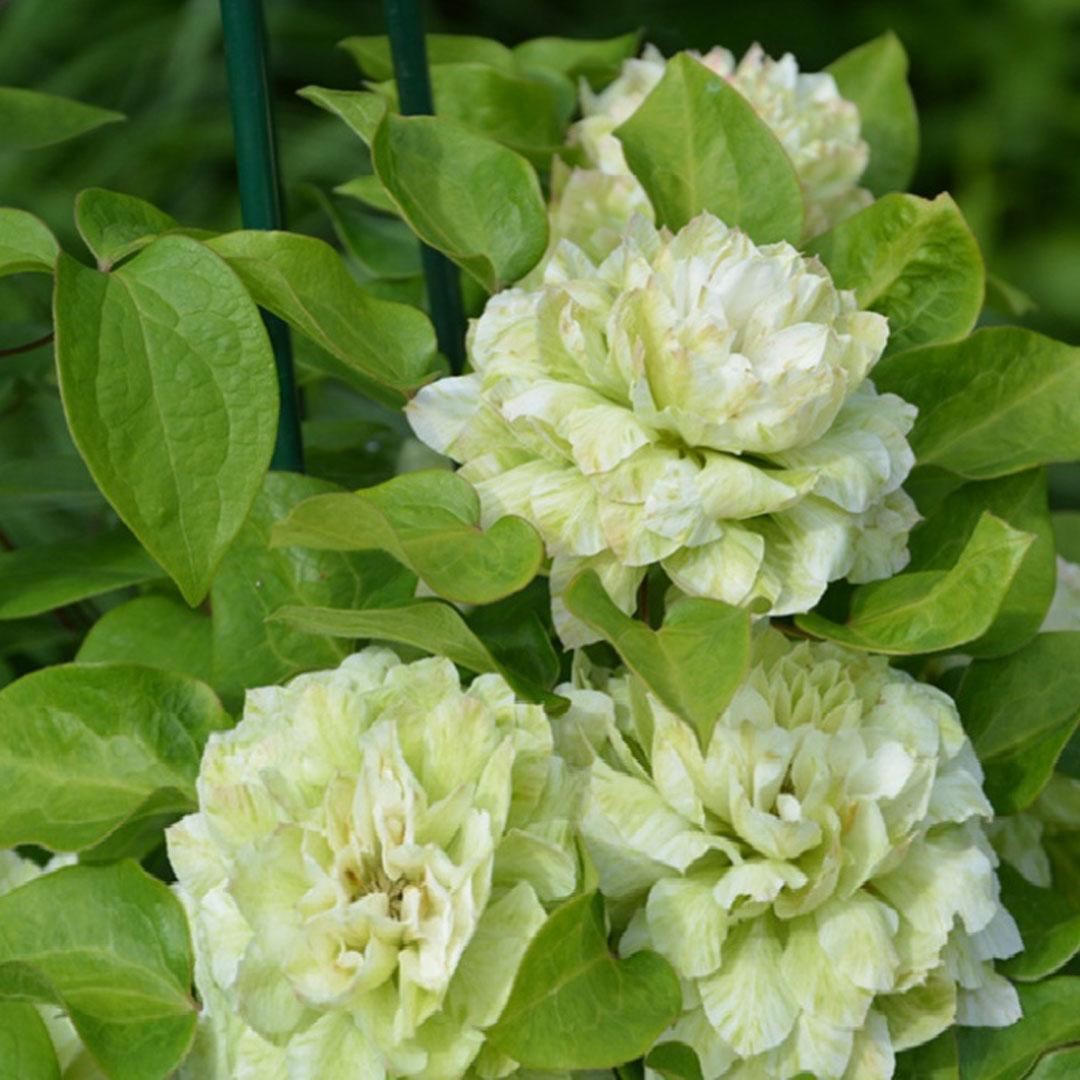 Plamienok - clematis kohana | záhradníctvo garden team Plamienok clematis kohana