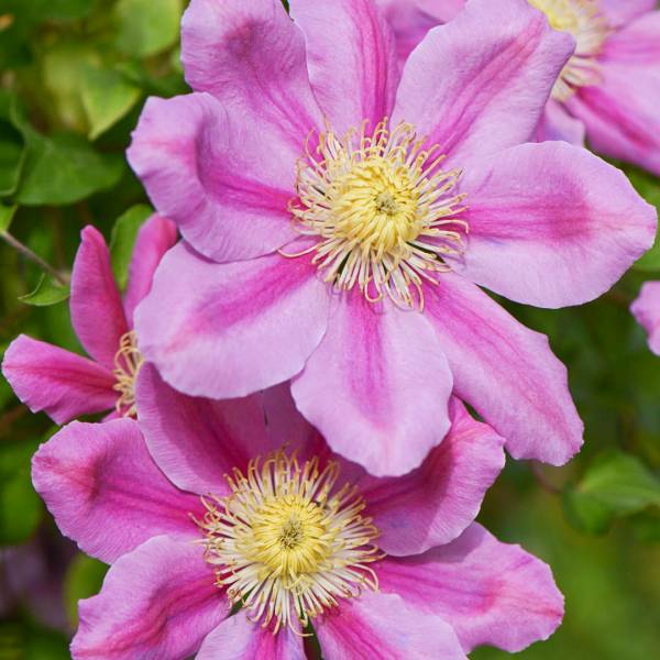 Plamienok - clematis pink beauty | záhradníctvo garden team Plamienok clematis pink beauty