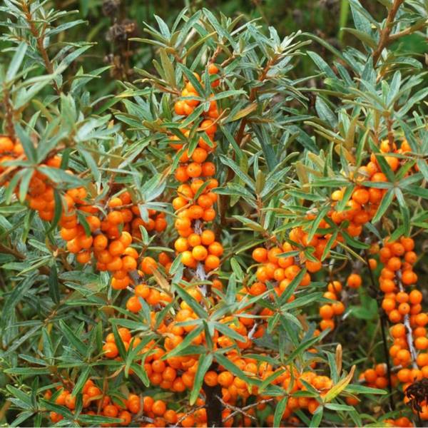 Rakytník rašetliakový Hippophae rhamnoides - samica
